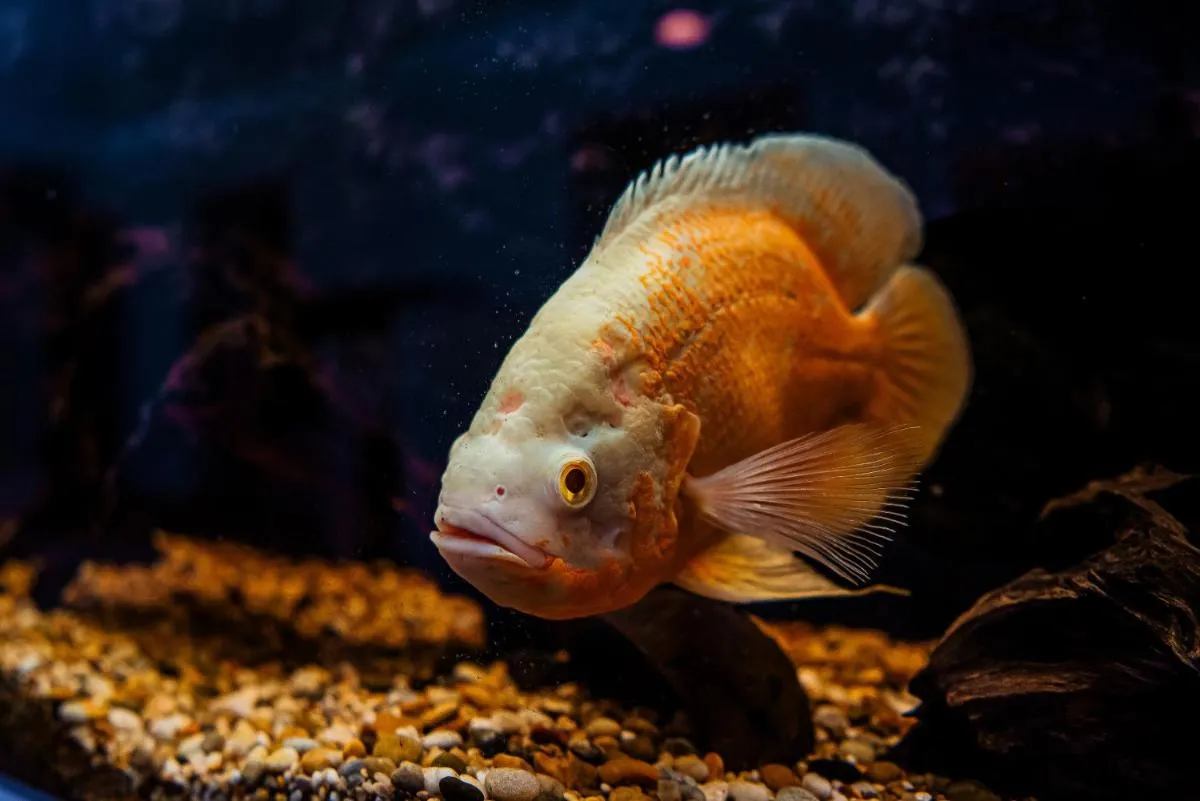 Image 1 of AirHome – Golden Fish