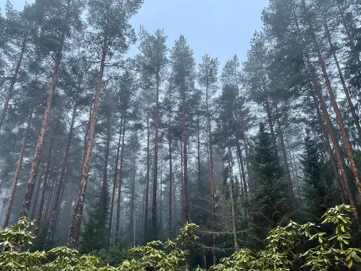 Image 1 of Kakumäe Raba Villa – puhkemaja basseiniga Tallinnas
